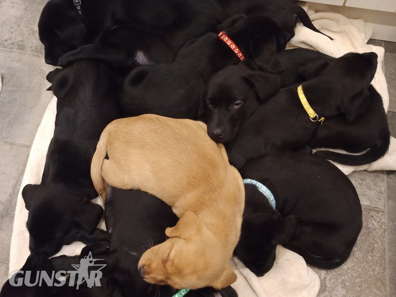 KC Registered and Health checked. Working Labrador Puppies - {CATEGORY}
