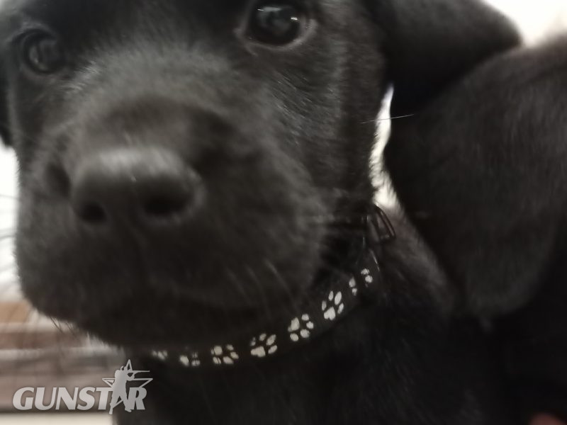 KC Registered and Health checked. Working Labrador Puppies in 