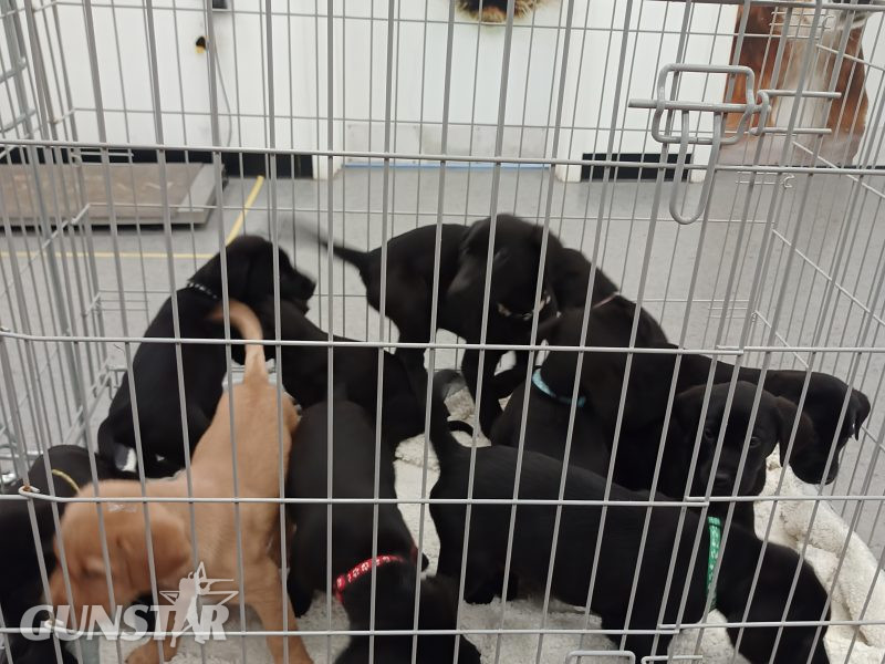 KC Registered and Health checked. Working Labrador Puppies - {CATEGORY} in 