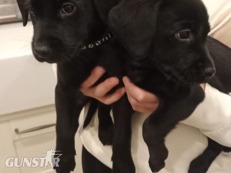 KC Registered and Health checked. Working Labrador Puppies