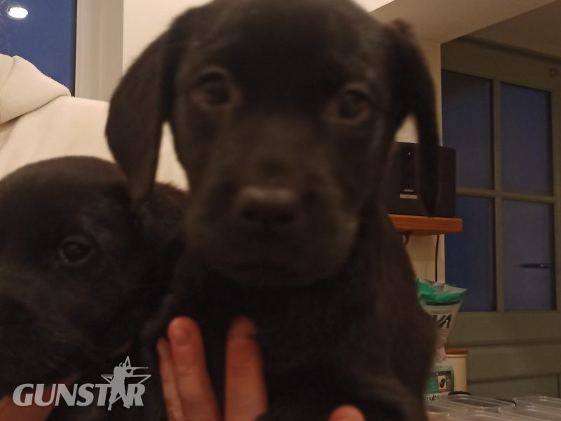  KC Registered and Health checked. Working Labrador Puppies