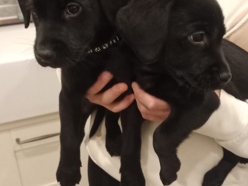 KC Registered and Health checked. Working Labrador Puppies