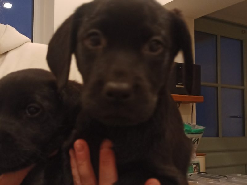  KC Registered and Health checked. Working Labrador Puppies
