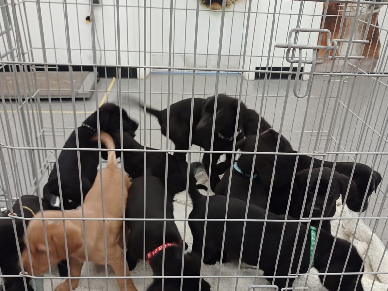 KC Registered and Health checked. Working Labrador Puppies - {CATEGORY} in 