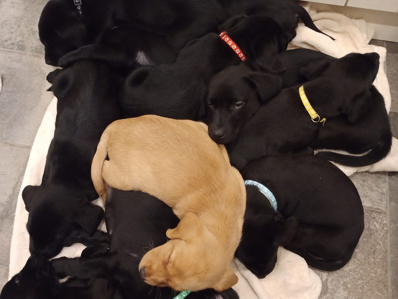 KC Registered and Health checked. Working Labrador Puppies - {CATEGORY}