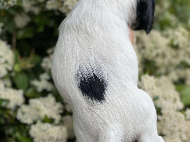 Working Sprocker Spaniels - {CATEGORY} in 
