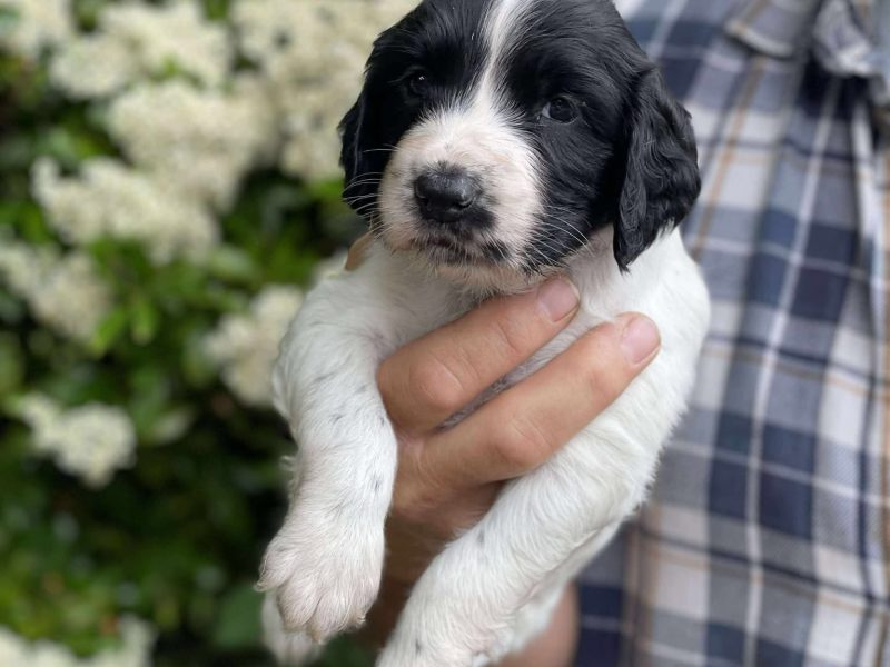 Working Sprocker Spaniels - {CATEGORY}