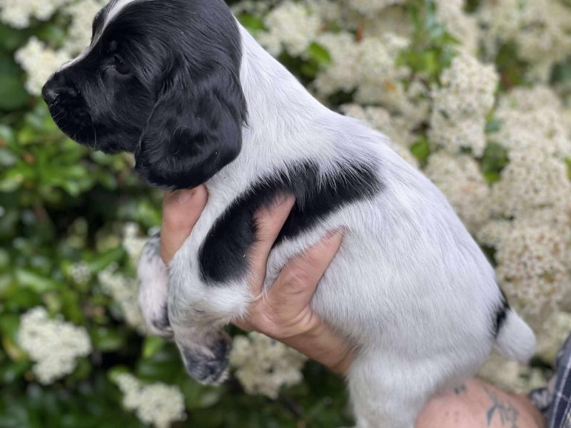 {CATEGORY} - Working Sprocker Spaniels