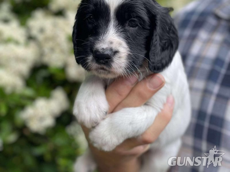  Working Sprocker Spaniels