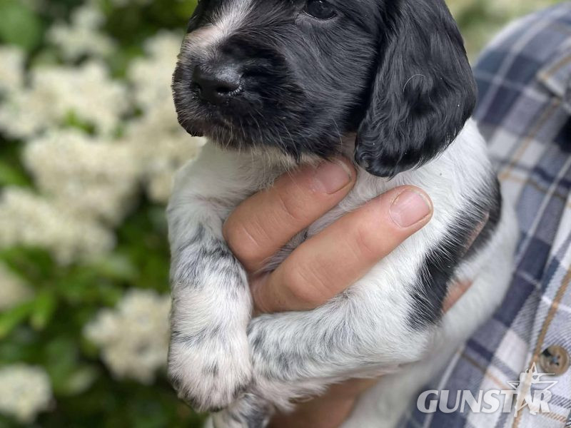 {CATEGORY} - Working Sprocker Spaniels in 