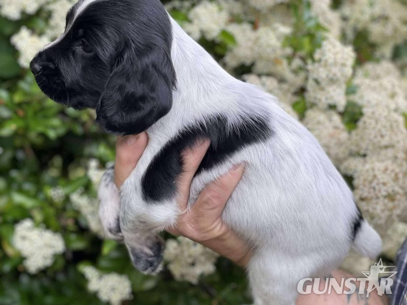 {CATEGORY} - Working Sprocker Spaniels