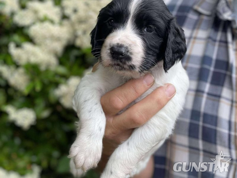 Working Sprocker Spaniels - {CATEGORY}
