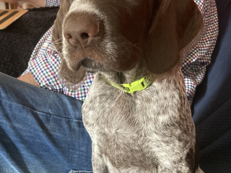 Rare mixed breed Gundog puppies. German Wirehaired Pointer (dam) and Italian Spinoni (sire)