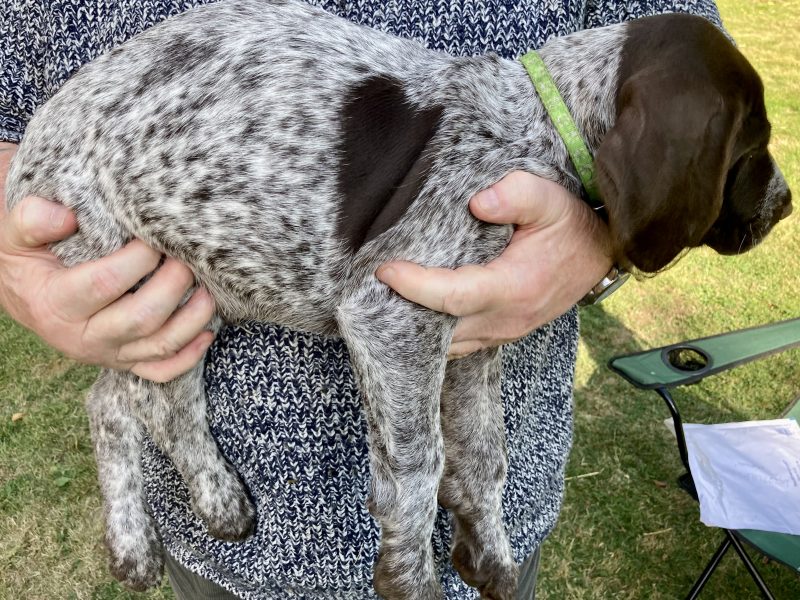 Rare mixed breed Gundog puppies. German Wirehaired Pointer (dam) and Italian Spinoni (sire) - {CATEGORY} in 