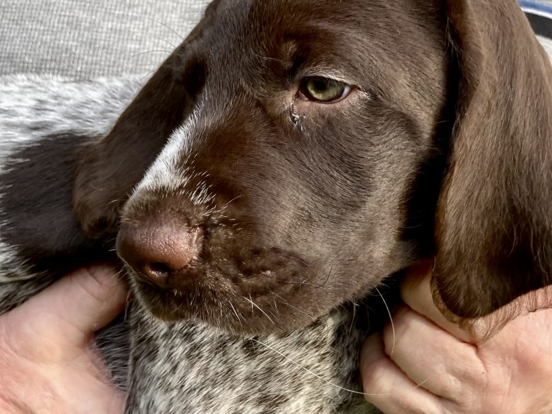 Rare mixed breed Gundog puppies. German Wirehaired Pointer (dam) and Italian Spinoni (sire) - {CATEGORY}