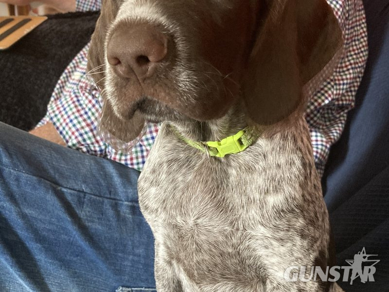 Rare mixed breed Gundog puppies. German Wirehaired Pointer (dam) and Italian Spinoni (sire)