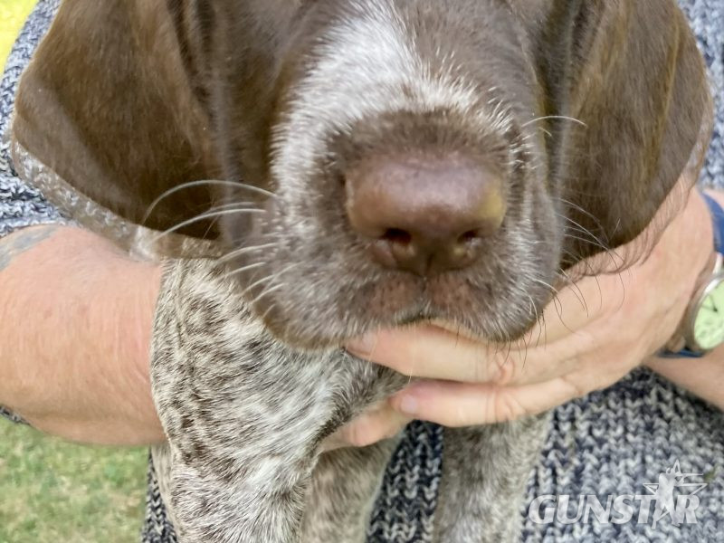 Rare mixed breed Gundog puppies. German Wirehaired Pointer (dam) and Italian Spinoni (sire) 