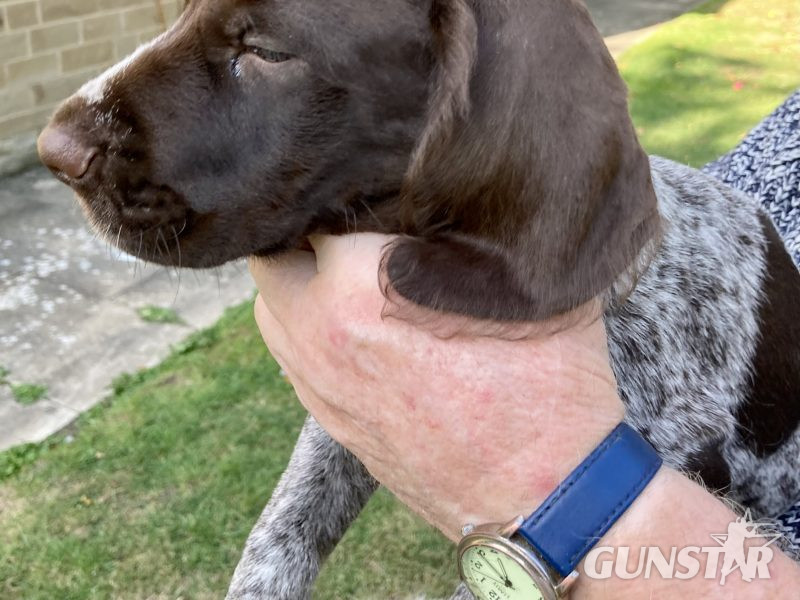 Rare mixed breed Gundog puppies. German Wirehaired Pointer (dam) and Italian Spinoni (sire) in 