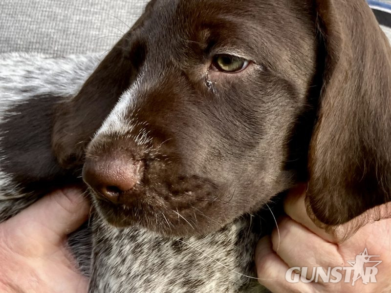 Rare mixed breed Gundog puppies. German Wirehaired Pointer (dam) and Italian Spinoni (sire) - {CATEGORY}