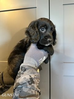 {CATEGORY} - KC Registered Working Cocker Spaniels - 2 boys in 