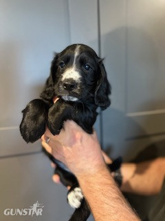  KC Registered Working Cocker Spaniels - 2 boys