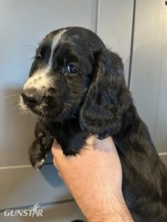 KC Registered Working Cocker Spaniels - 2 boys 