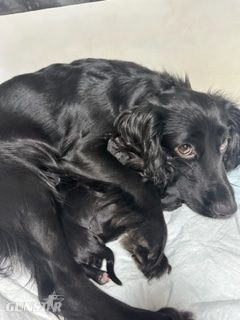 KC Registered Working Cocker Spaniels - 2 boys in 