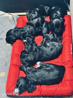 KC Registered Working Cocker Spaniels - 2 boys - {CATEGORY} in 