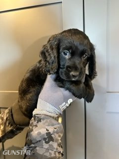 KC Registered Working Cocker Spaniels - 2 boys - {CATEGORY}