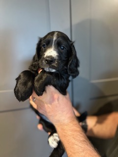  KC Registered Working Cocker Spaniels - 2 boys
