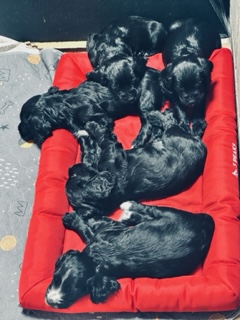 KC Registered Working Cocker Spaniels - 2 boys - {CATEGORY} in 