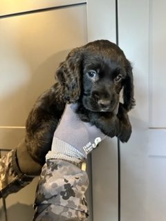 KC Registered Working Cocker Spaniels - 2 boys - {CATEGORY}