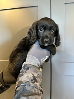{CATEGORY} - KC Registered Working Cocker Spaniels - 2 boys