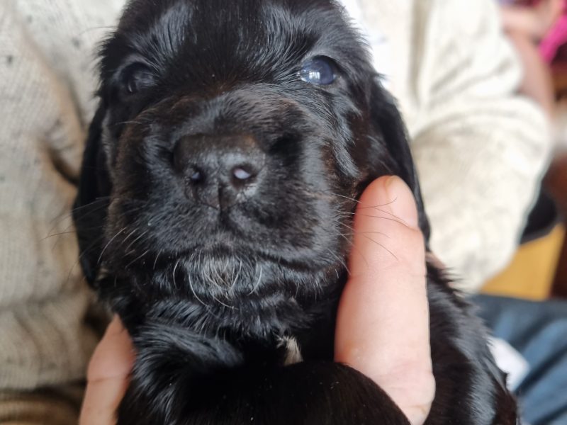 Sprocker Spaniel Puppies - {CATEGORY} in 