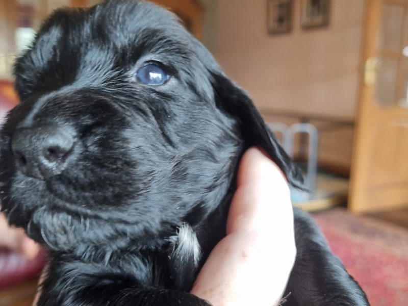 Sprocker Spaniel Puppies - {CATEGORY}