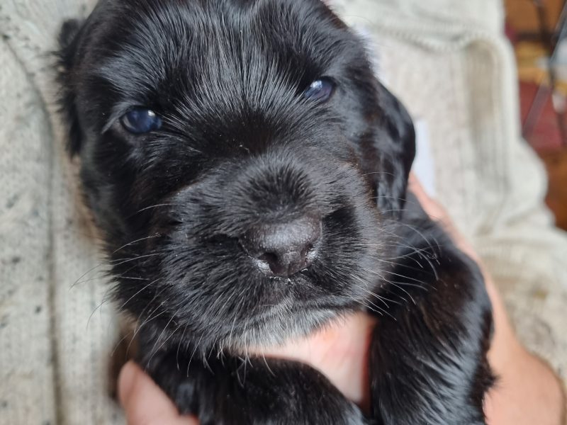 {CATEGORY} - Sprocker Spaniel Puppies in 