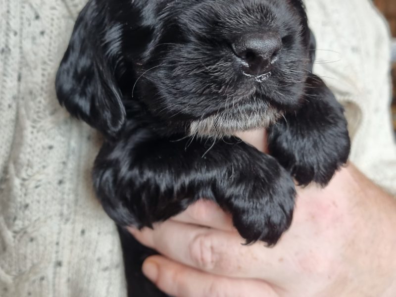 {CATEGORY} - Sprocker Spaniel Puppies