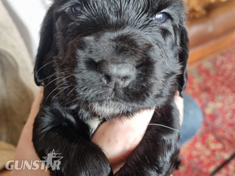 Sprocker Spaniel Puppies
