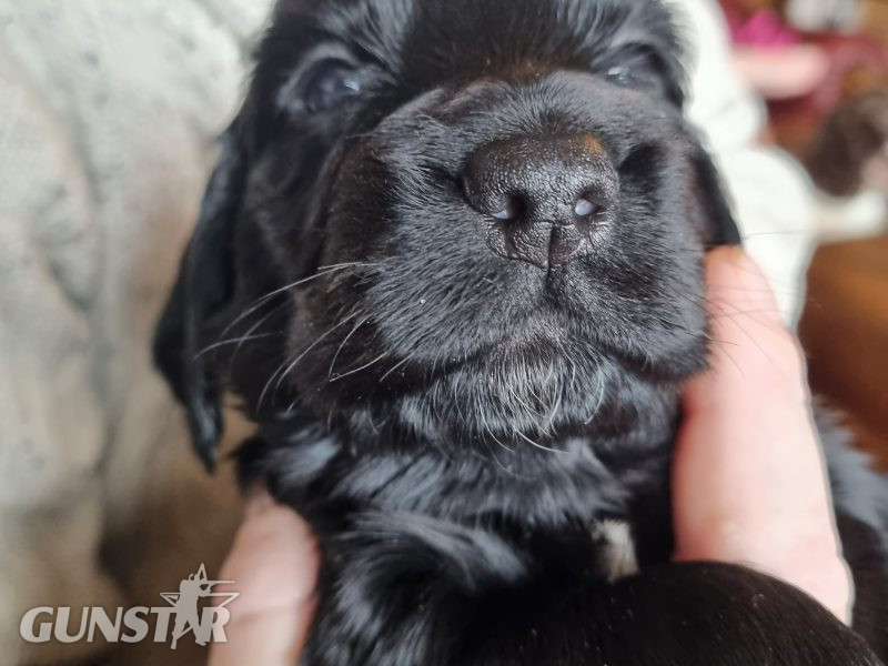  Sprocker Spaniel Puppies