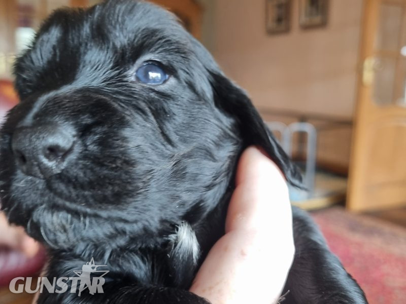 Sprocker Spaniel Puppies - {CATEGORY}