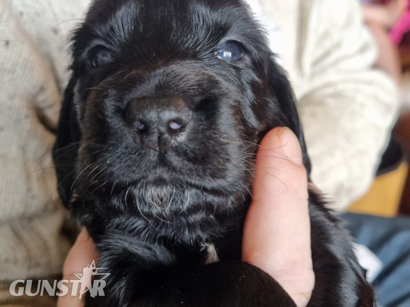 Sprocker Spaniel Puppies - {CATEGORY} in 