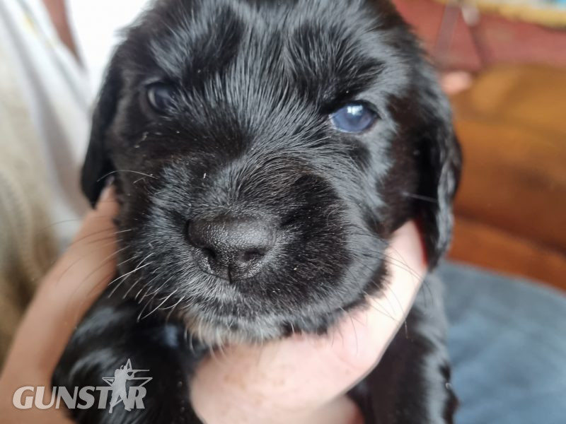 Sprocker Spaniel Puppies in 