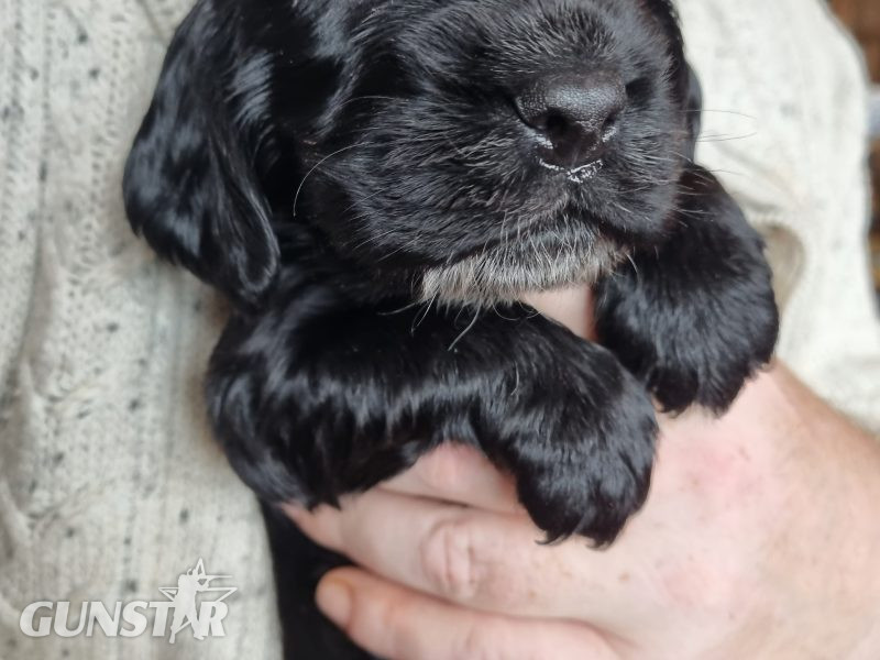 {CATEGORY} - Sprocker Spaniel Puppies
