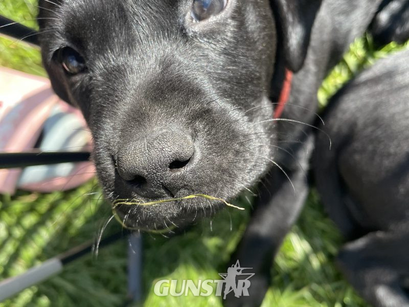 Exceptional KC registered litter (2 boys available and ready to go)