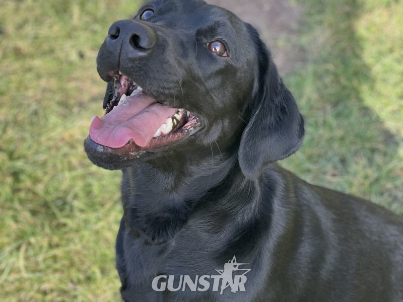 Exceptional KC registered litter (2 boys available and ready to go) - {CATEGORY} in 
