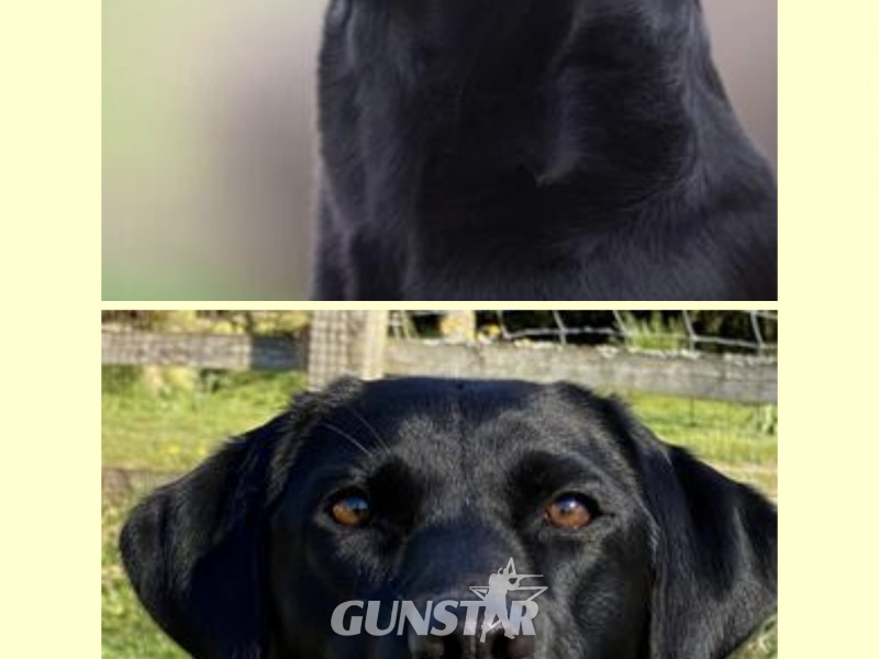 {CATEGORY} - Exceptional KC registered litter (2 boys available and ready to go) in 
