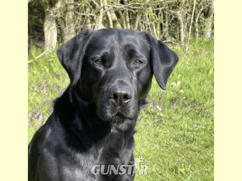 Exceptional KC registered litter (2 boys available and ready to go) 
