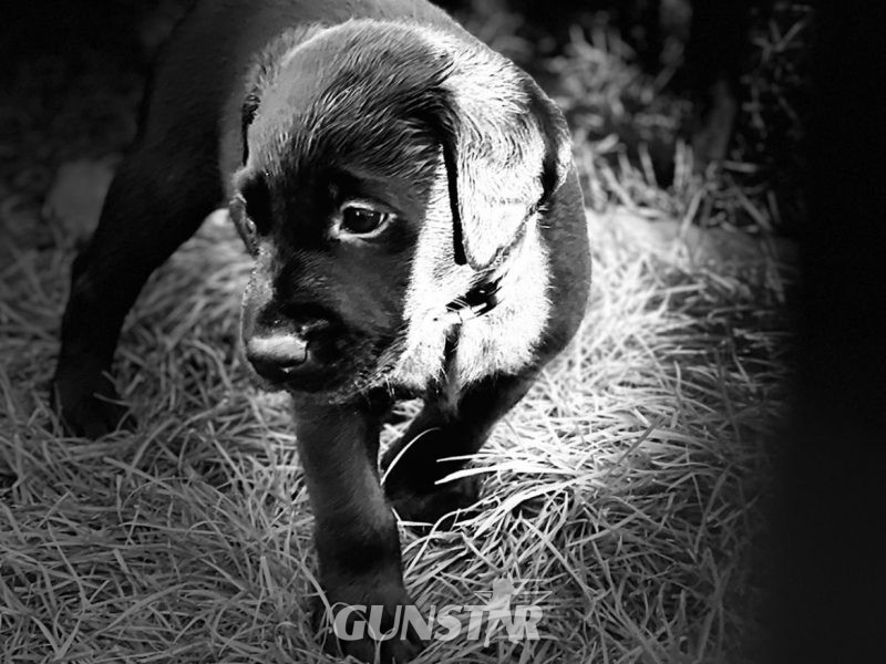 Exceptional KC registered litter (2 boys available and ready to go) in 