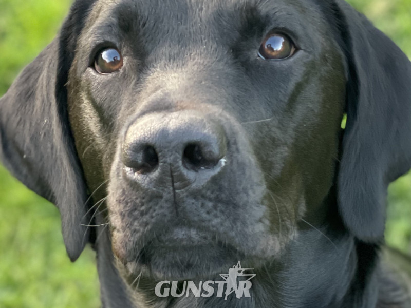 Exceptional KC registered litter (2 boys available and ready to go) - {CATEGORY}