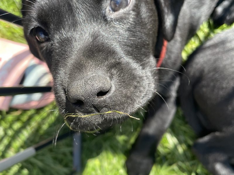 Exceptional KC registered litter (2 boys available and ready to go)